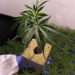 New Strains Coming SoonPost Image