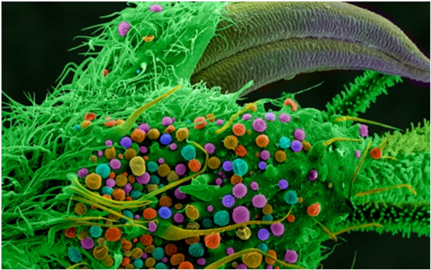 CANNABIS 101: What are cannabinoids?Post Image