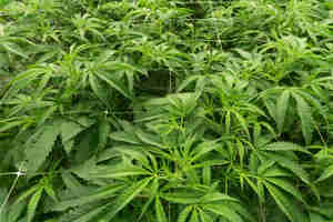 FROM SPROUT TO SMOKE: Bond Road KushPost Image