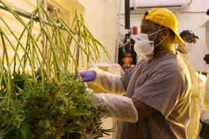 FROM SPROUT TO SMOKE: Bonded 99Post Image