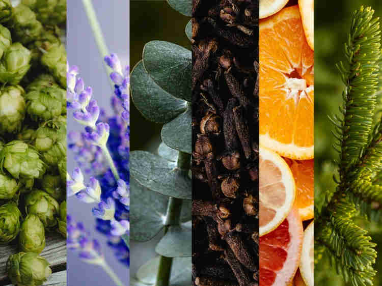 CANNABIS 101: Terpenes DemystifiedPost Image