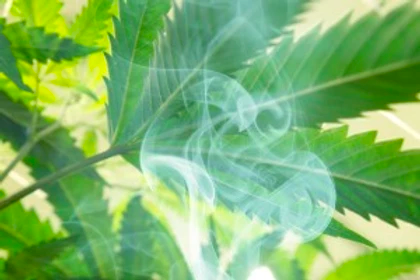 ASK OUR GROWERS: Indica + Sativa, How Do They Differ?Post Image